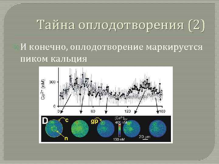 Тайна оплодотворения (2) И конечно, оплодотворение маркируется пиком кальция 