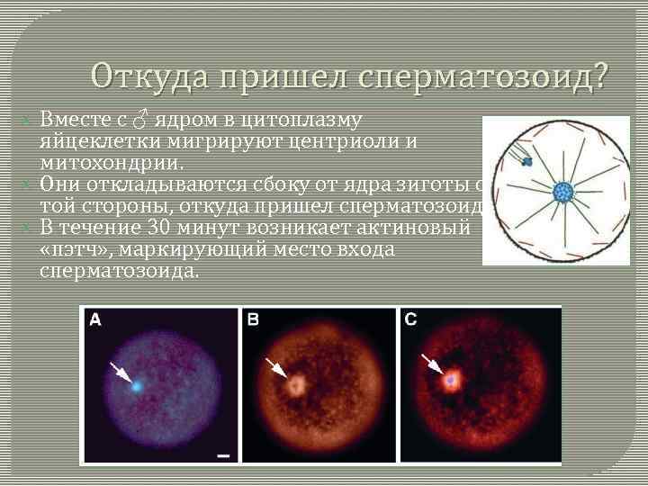 Откуда пришел сперматозоид? Вместе с ♂ ядром в цитоплазму яйцеклетки мигрируют центриоли и митохондрии.