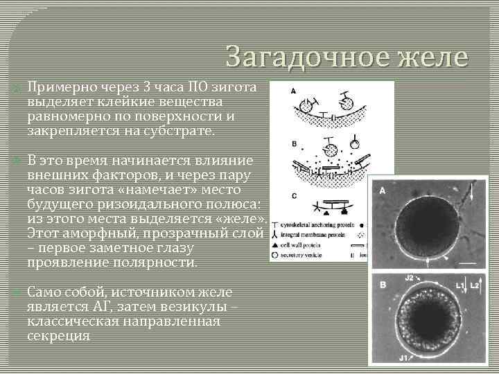 Загадочное желе Примерно через 3 часа ПО зигота выделяет клейкие вещества равномерно по поверхности