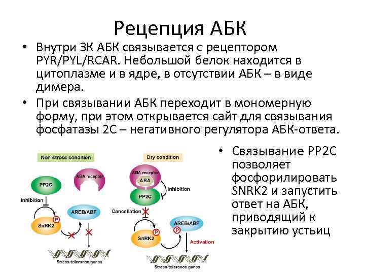 Структура сформированная замыкающими клетками. Понятие о клеточной рецепции. Рецепция это в биологии. Этапы рецепции клетки. Ядро строение и функции регуляция синтеза белка.