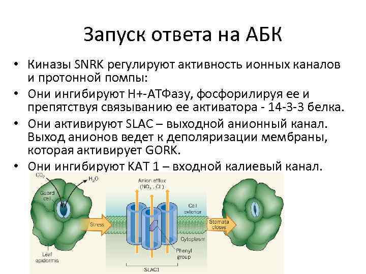 В чем состоит регуляторная функция плазмы