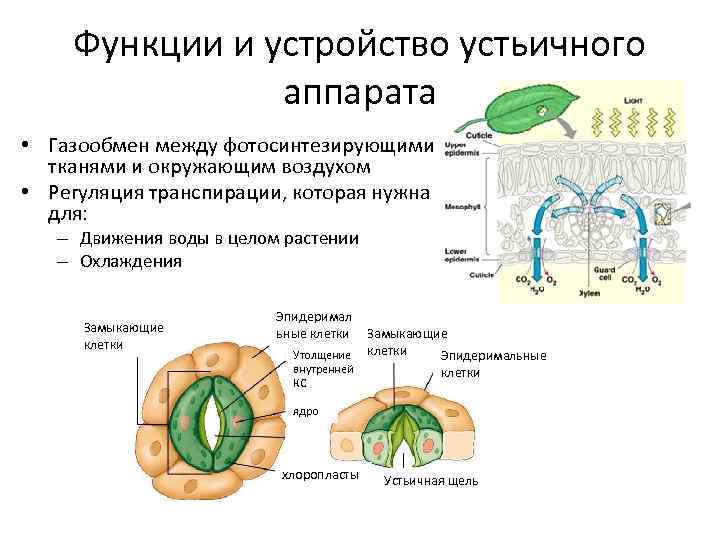 Функции и устройство устьичного аппарата • Газообмен между фотосинтезирующими тканями и окружающим воздухом •