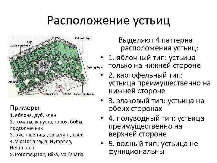 Расположение устьиц • • Примеры: 1. яблоня, дуб, клен 2. томаты, капуста, горох, бобы,