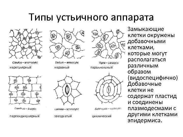 Типы устьичного аппарата нерегулярный неравный перпендикулярный звездчатый параллельный циклический • Замыкающие клетки окружены добавочными