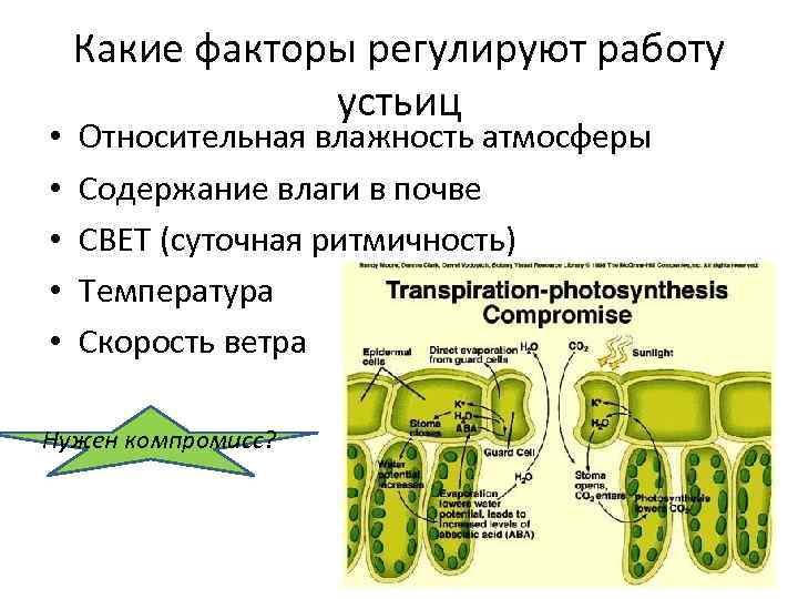  • • • Какие факторы регулируют работу устьиц Относительная влажность атмосферы Содержание влаги