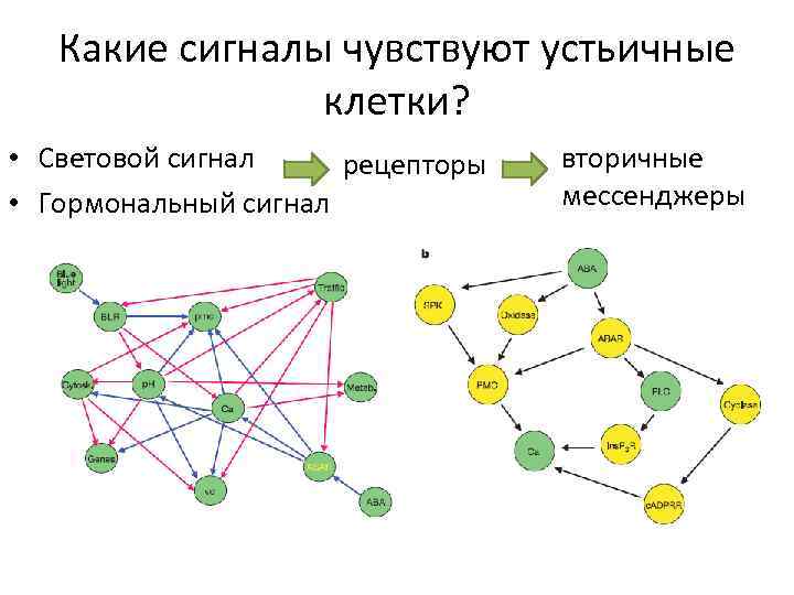 Какие сигналы чувствуют устьичные клетки? • Световой сигнал рецепторы • Гормональный сигнал вторичные мессенджеры