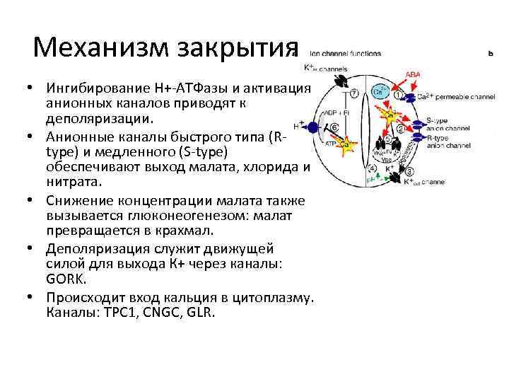 Механизм закрытия • Ингибирование Н+-АТФазы и активация анионных каналов приводят к деполяризации. • Анионные