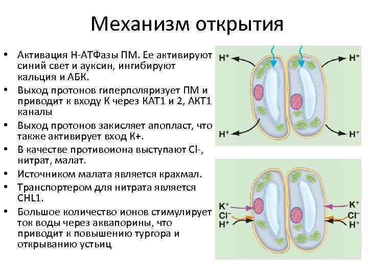 Механизм открытия • Активация Н-АТФазы ПМ. Ее активируют синий свет и ауксин, ингибируют кальция