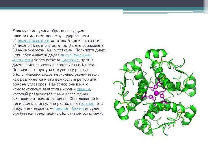 Молекула инсулина образована двумя полипептидными цепями, содержащими 51 аминокислотный остаток: A-цепь состоит из 21