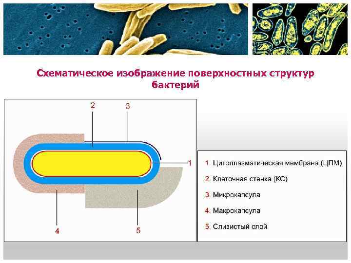 Поверхностная структура. Поверхностные структуры бактериальной клетки. Схематическое изображение структуры бактерий. Поверхностные структуры бактерий. Изобразите схематичное строение бактериальной клетки.