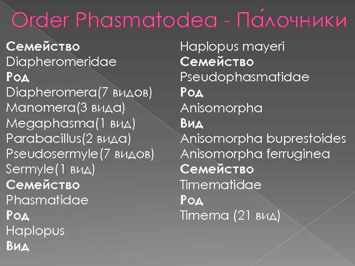 Order Phasmatodea - Па лочники Семейство Diapheromeridae Род Diapheromera(7 видов) Manomera(3 вида) Megaphasma(1 вид)