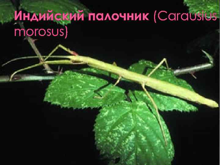 Индийский палочник (Carausius morosus) 