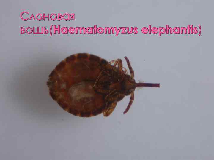 Слоновая вошь(Haematomyzus elephantis) 