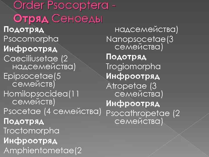 Order Psocoptera Отряд Сеноеды Подотряд Psocomorpha Инфроотряд Caeciliusetae (2 надсемейства) Epipsocetae(5 семейств) Homilopsocidea(11 семейств)