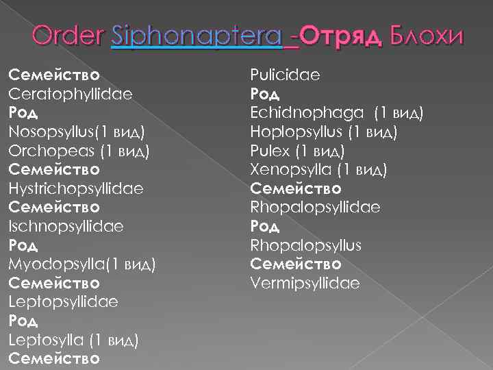 Order Siphonaptera -Отряд Блохи Семейство Ceratophyllidae Род Nosopsyllus(1 вид) Orchopeas (1 вид) Семейство Hystrichopsyllidae