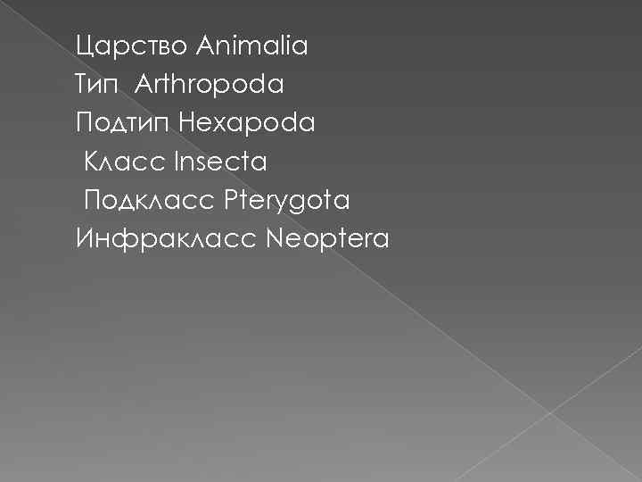 Царство Animalia Тип Arthropoda Подтип Hexapoda Класс Insecta Подкласс Pterygota Инфракласс Neoptera 
