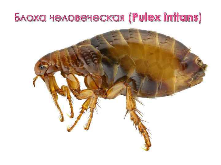 Блоха человеческая (Pulex irritans) 