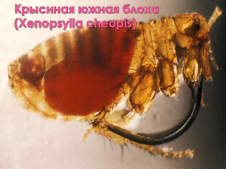Крысиная южная блоха (Xenopsylla cheopis) 