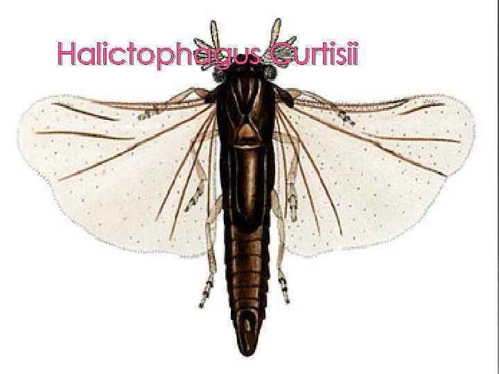 Halictophagus Curtisii 