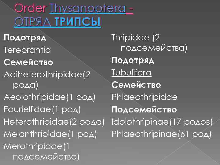 Order Thysanoptera ОТРЯД ТРИПСЫ Подотряд Terebrantia Семейство Adiheterothripidae(2 рода) Aeolothripidae(1 род) Fauriellidae(1 род) Heterothripidae(2