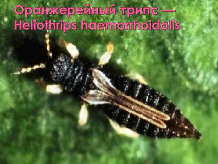 Оранжерейный трипс — Heliothrips haemorrhoidalis 