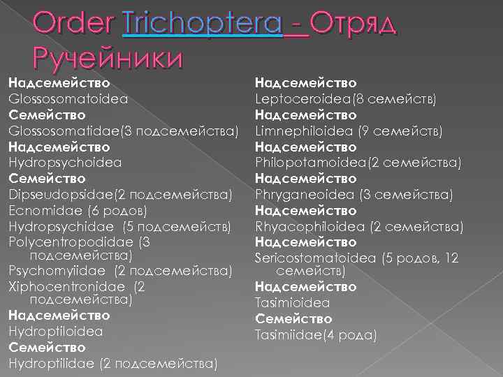 Order Trichoptera - Отряд Ручейники Надсемейство Glossosomatoidea Семейство Glossosomatidae(3 подсемейства) Надсемейство Hydropsychoidea Семейство Dipseudopsidae(2