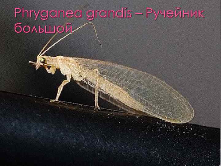 Phryganea grandis – Ручейник большой 