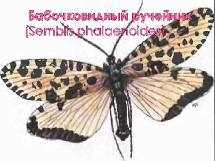  Бабочковидный ручейник (Semblis phalaenoides) 