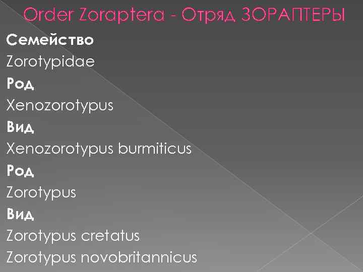 Order Zoraptera - Отряд ЗОРАПТЕРЫ Семейство Zorotypidae Род Xenozorotypus Вид Xenozorotypus burmiticus Род Zorotypus
