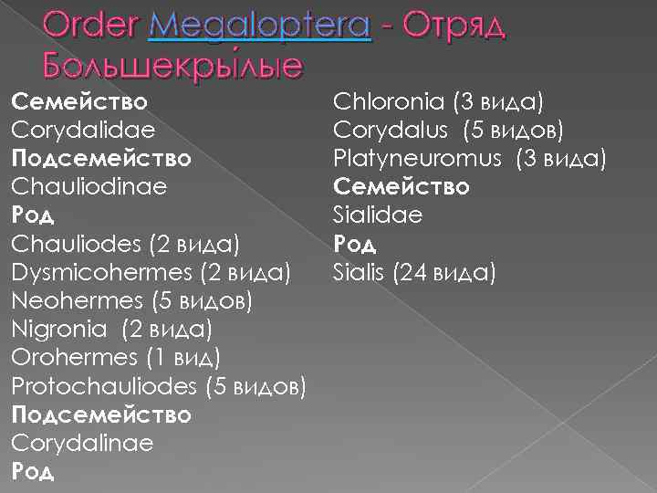Order Megaloptera - Отряд Большекры лые Семейство Corydalidae Подсемейство Chauliodinae Род Chauliodes (2 вида)