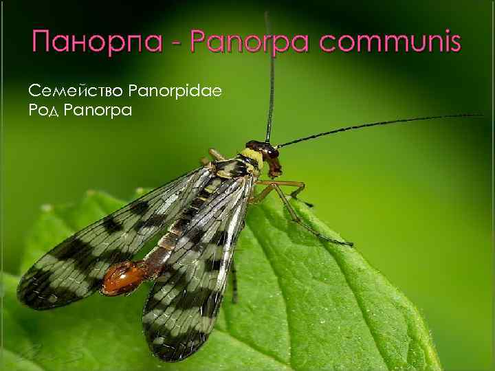 Панорпа - Panorpa communis Семейство Panorpidae Род Panorpa 