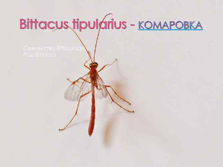 Bittacus tipularius - КОМАРОВКА Семейство Bittacidae Род Bittacus 