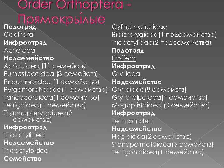 Order Orthoptera Прямокры лые Cylindrachetidae Подотряд Caelifera Инфроотряд Acrididea Надсемейство Acridoidea (11 семейств) Eumastacoidea