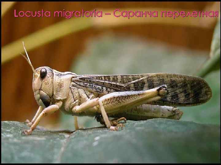 Locusta migratoria – Саранча перелетная 