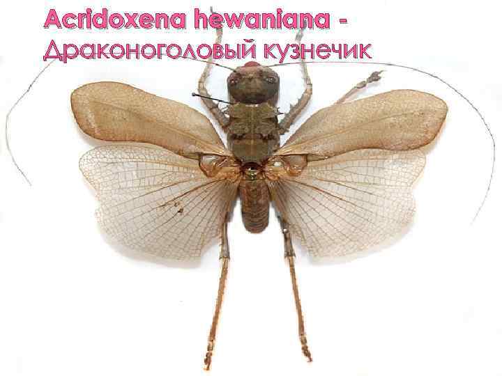 Acridoxena hewaniana Драконоголовый кузнечик 