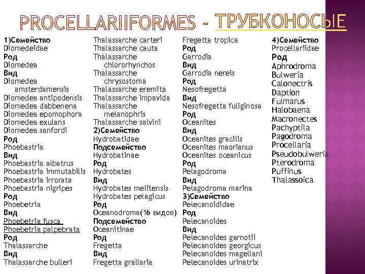 ТРУБКОНОСЫЕ 1)Семейство Diomedeidae Род Diomedea Вид Diomedea amsterdamensis Diomedea antipodensis Diomedea dabbenena Diomedea epomophora