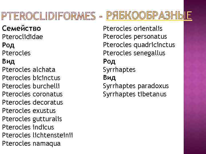 РЯБКООБРАЗНЫЕ Семейство Pteroclididae Род Pterocles Вид Pterocles alchata Pterocles bicinctus Pterocles burchelli Pterocles coronatus