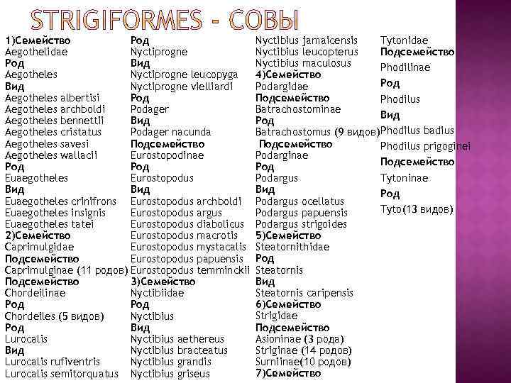 1)Семейство Род Aegothelidae Nyctiprogne Род Вид Aegotheles Nyctiprogne leucopyga Вид Nyctiprogne vielliardi Aegotheles albertisi