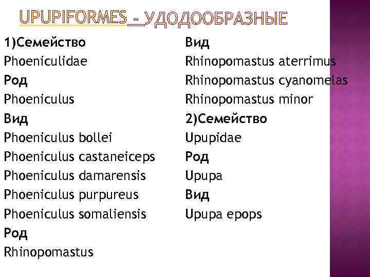 UPUPIFORMES 1)Семейство Phoeniculidae Род Phoeniculus Вид Phoeniculus bollei Phoeniculus castaneiceps Phoeniculus damarensis Phoeniculus purpureus