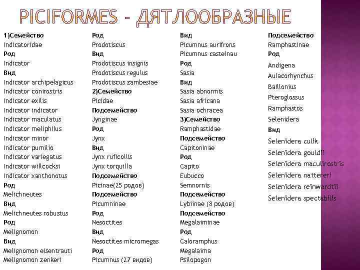 1)Семейство Indicatoridae Род Indicator Вид Indicator archipelagicus Indicator conirostris Indicator exilis Indicator indicator Indicator