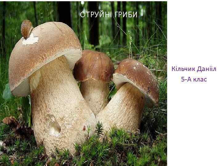 ОТРУЙНI ГРИБИ Кільчик Данііл 5 -А клас 