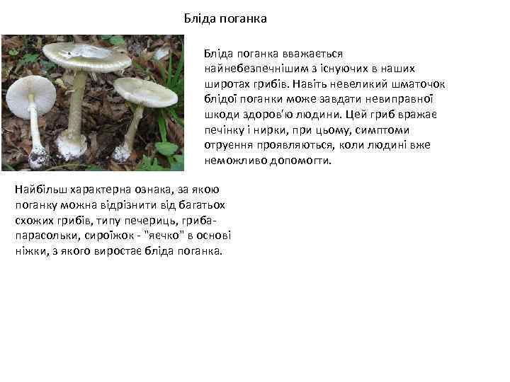 Бліда поганка вважається найнебезпечнішим з існуючих в наших широтах грибів. Навіть невеликий шматочок блідої