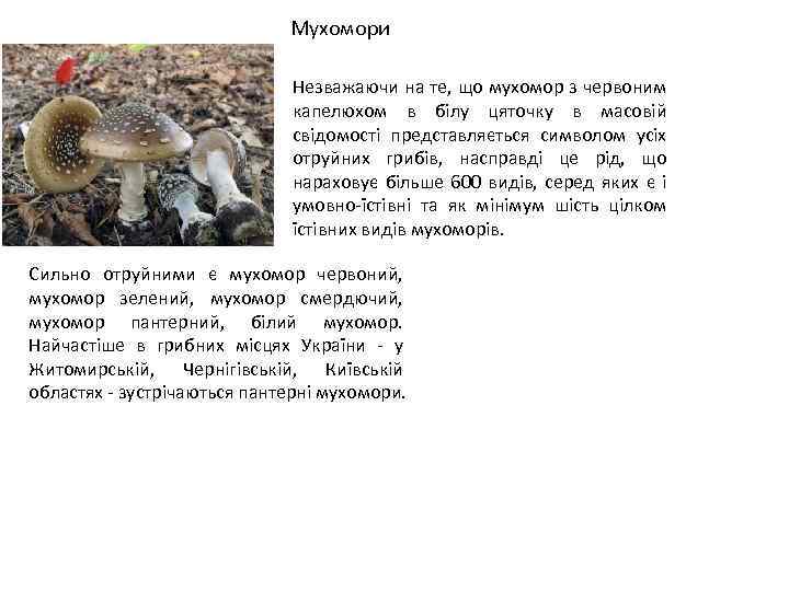 Мухомори Незважаючи на те, що мухомор з червоним капелюхом в білу цяточку в масовій