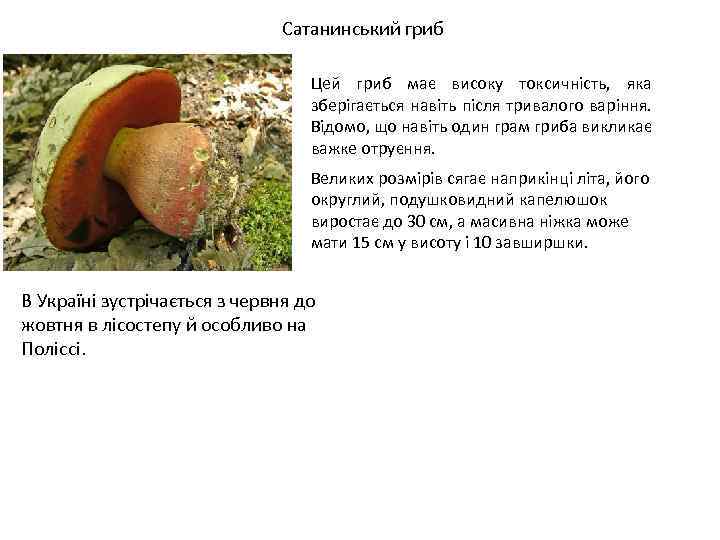Сатанинський гриб Цей гриб має високу токсичність, яка зберігається навіть після тривалого варіння. Відомо,