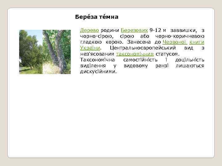 Бере за те мна Дерево родини Березових 9 -12 м заввишки, з чорно-сірою, сірою