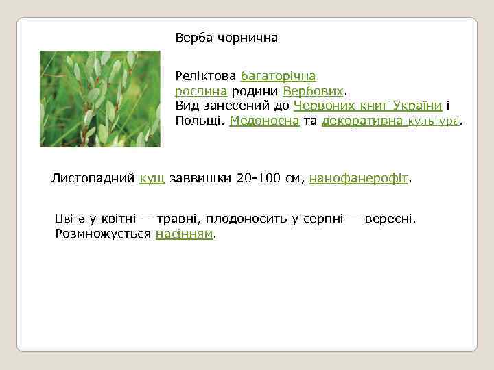 Верба чорнична Реліктова багаторічна рослина родини Вербових. Вид занесений до Червоних книг України і