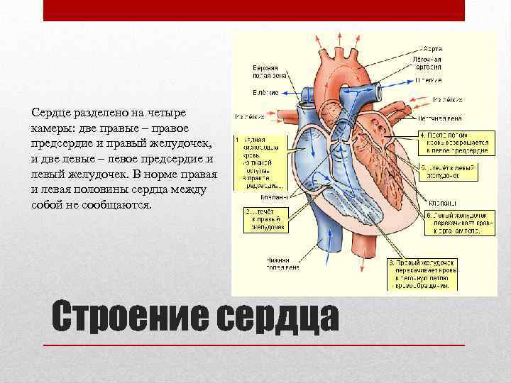 Поделим сердце