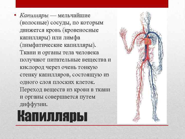 Длина кровеносных сосудов. Капилляры в организме человека. Роль капилляров в организме человека. Капилляры тела человека.