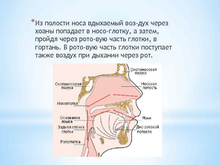 Как проходит воздух через нос схема - 95 фото