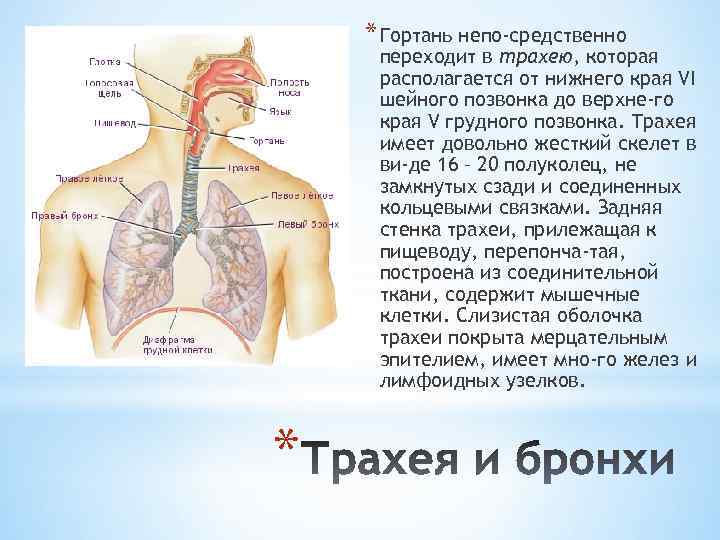 * Гортань непо средственно переходит в трахею, которая располагается от нижнего края VI шейного